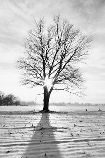 winter tree by hansenn