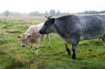 cow with calf von hansenn