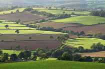 Mid Devon fields von Pete Hemington