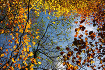 Autumn Leaves by Steve Ball