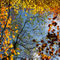 Autumn-leaves-3