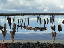 Dried Cod - Iceland by Jörg Sobottka