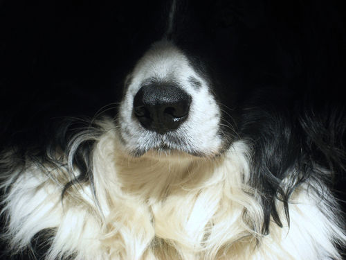 Dog-close-up-1