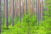 Wald I by m-i-ma