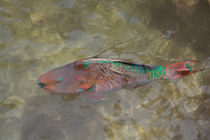 Rainbow Parrotfish by John Bailey