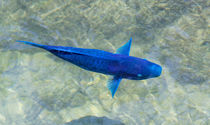 Blue Parrotfish von John Bailey
