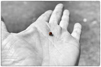 ladybug on hand by hansenn