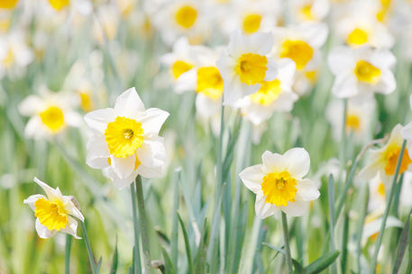 Flower-daffodils