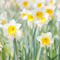 Flower-daffodils