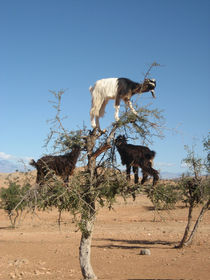 Goats in a tree by Steve Ball
