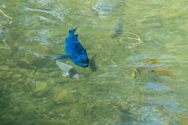 Parrotfish on a Swim von John Bailey