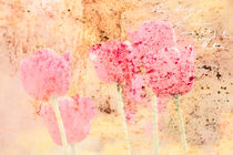 Tulpen von Ivonne Wentzler