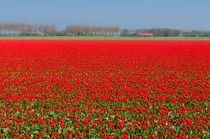 tulip field by hansenn