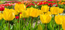 yellow tulips by hansenn