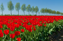 tulip field by hansenn