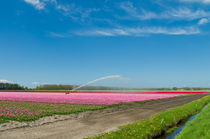colorful tulips by hansenn