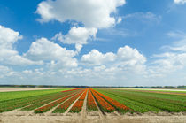tulip field von hansenn