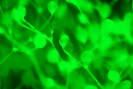Plant-abstract-green