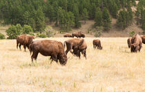 Bison Grazing by John Bailey
