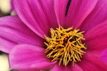 Pink Flower III von amineah