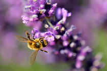 Honey bee on a lavender branch by amineah