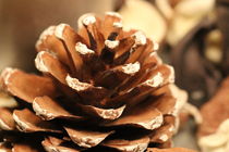 Pinecone by amineah