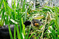 Adult Coot Feeding a Young Chick von Rod Johnson