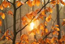 Blätter im Wald kurz vor Sonnenuntergang warm und orange von Matthias Hauser