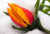 Orange Tulpe bedeckt mit Schnee von Matthias Hauser
