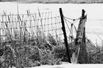 Ice Coated Wire Fence and Rushes von Louise Heusinkveld