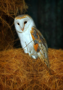 Barn Owl von Louise Heusinkveld