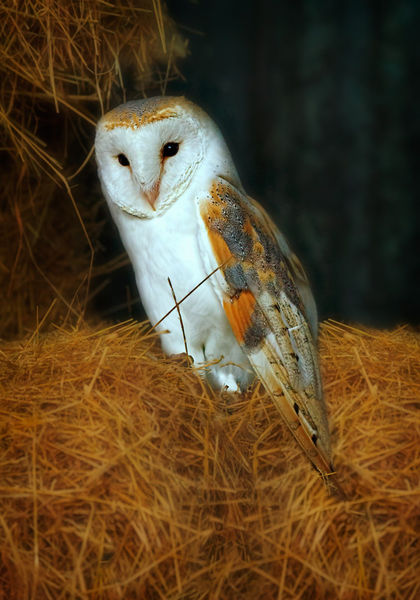 Barn-owl0073