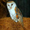 Barn-owl0073