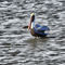 Brown-pelican0362