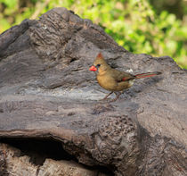 Northern Cardinal by Louise Heusinkveld