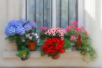 Flowers on a windowsill in Paris, France by Louise Heusinkveld