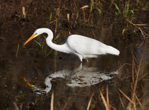 Great Egret Fishing by Louise Heusinkveld