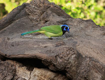Green Jay by Louise Heusinkveld