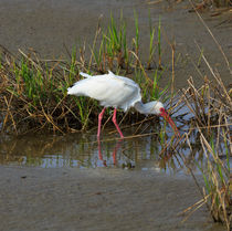 American White Ibis by Louise Heusinkveld