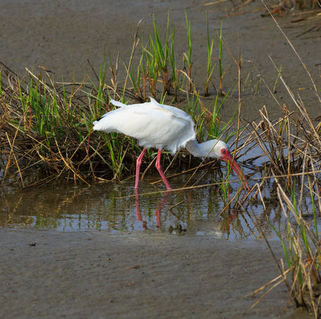 White-ibis0361