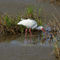 White-ibis0361