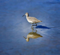 Willet by Louise Heusinkveld