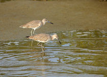 Willets Feeding at Waters Edge by Louise Heusinkveld