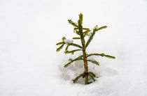 Spitze eines Baumes im Winter bei viel Schnee von Matthias Hauser