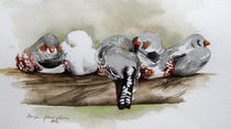 Zebrafinken kuscheln sich ein  by Sonja Jannichsen