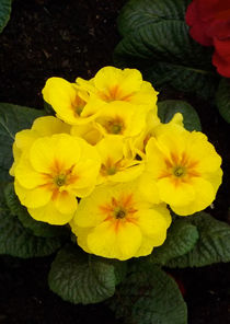 Fleurs jaunes by lorenzo-fp