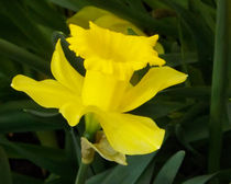 Blüte von Osterglocke von lorenzo-fp