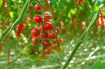 ripe tomoatoes in a greenhouse von hansenn