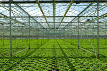 commercial greenhouse by hansenn