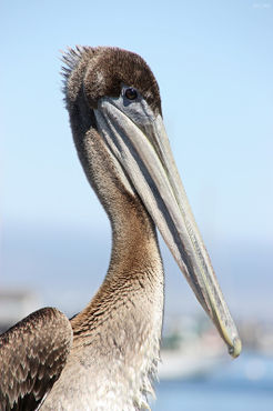 Proud-pelican